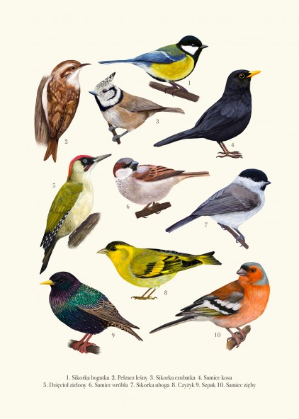 Birds II Poster Birds II Poster