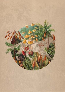Plakat Nature