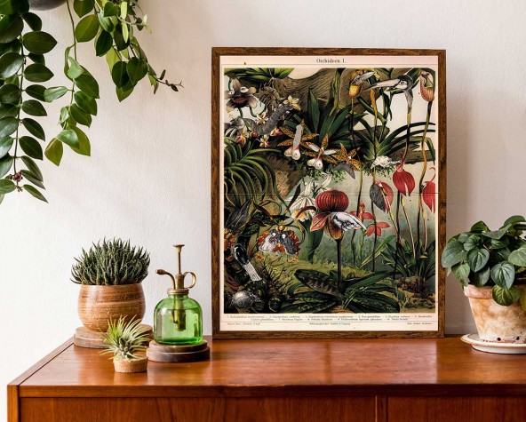 Plakat Orchidee Plakat Orchidee
