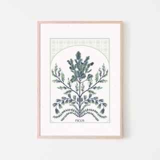 Plakat "Ficus" 2