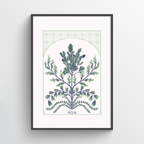Plakat Ficus Plakat Ficus