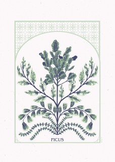 Plakat "Ficus"