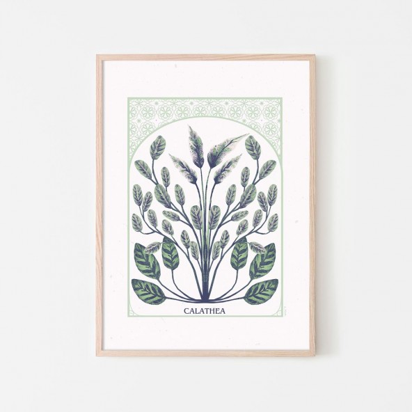 Plakat Calathea Plakat Calathea