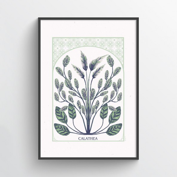 Plakat Calathea Plakat Calathea