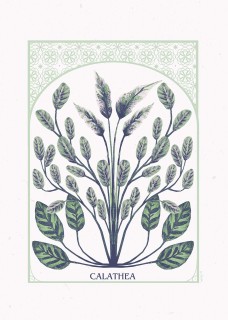 Calathea Poster