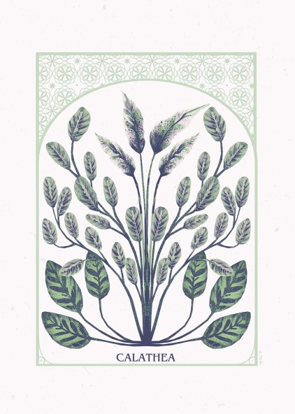 Plakat "Calathea" Plakat "Calathea"