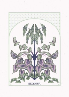 Plakat Begonia