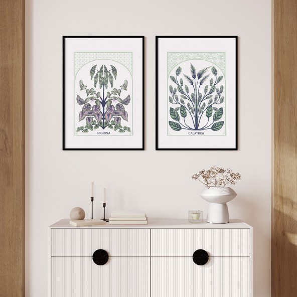 Plakat Calathea Plakat Calathea
