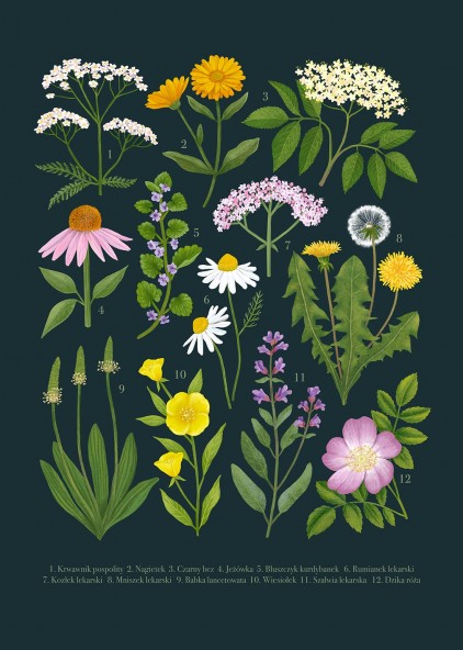 Medicinal plants Poster Medicinal plants Poster
