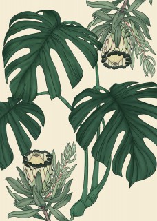 Monstera Protea