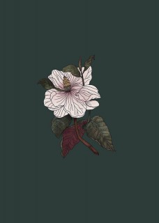 Plakat Magnolie