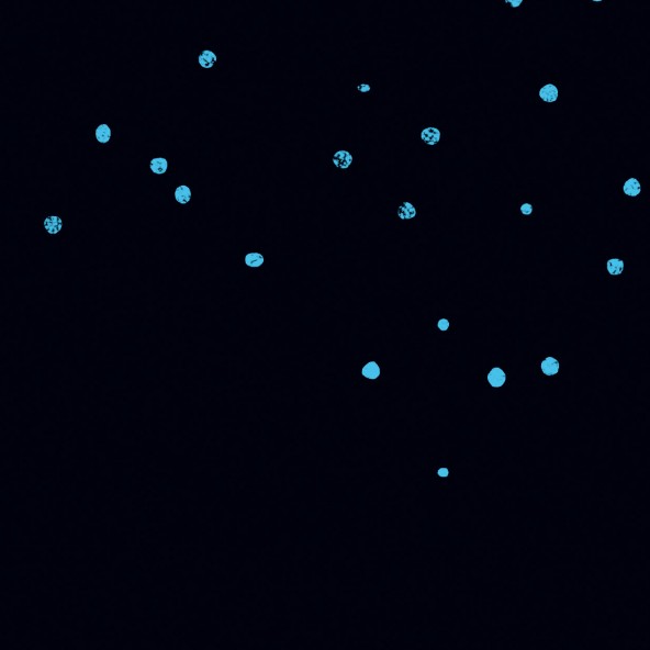 Plakat Heban Plakat Heban