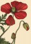 Poppy Poppy