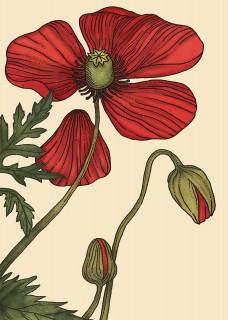 Poppy