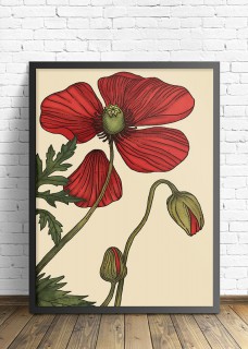 Poppy 2
