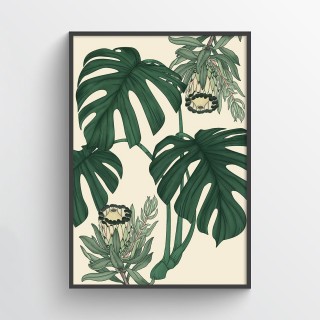 Monstera Protea 2