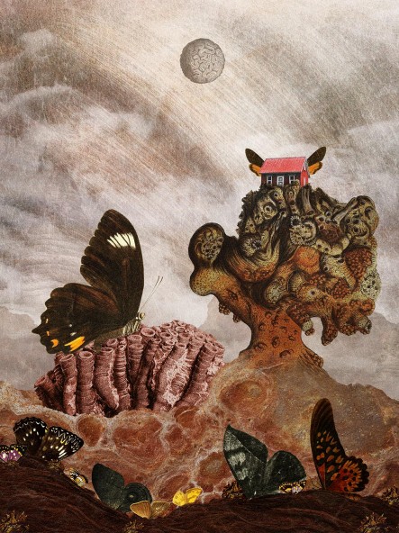 Butterflies Poster Butterflies Poster