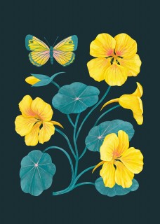 Nasturtium Poster