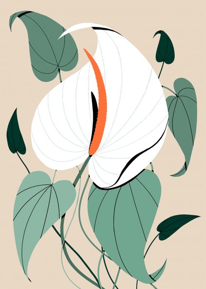 Plakat Anturium Plakat Anturium