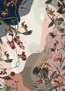 Orchid Dream