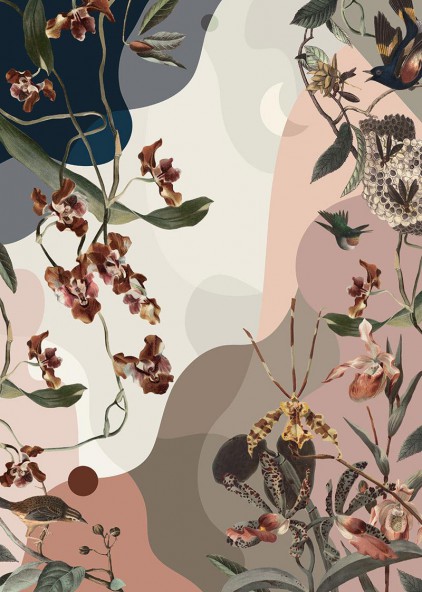 Orchid Dream Orchid Dream