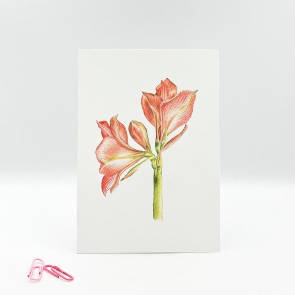 Set of postcards Flowers Set of postcards Flowers