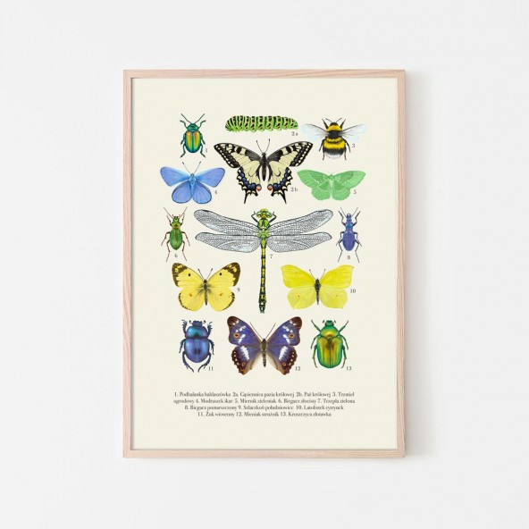 Insects Poster Insects Poster