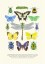 Insects Poster Insects Poster