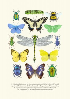 Plakat Owady