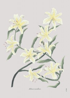 Plakat Lilia