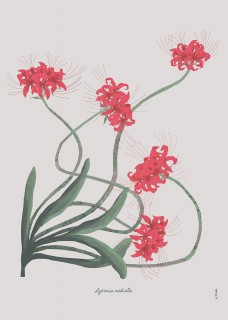 Red Lilia Poster