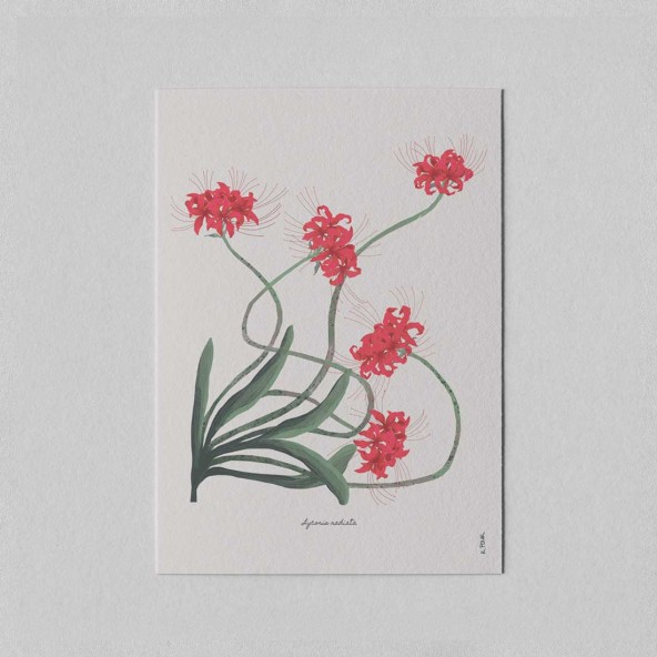 Mini Poster Red Lily