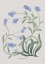 Forget Me Not Poster Forget Me Not Poster