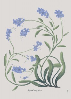 Forget Me Not Poster