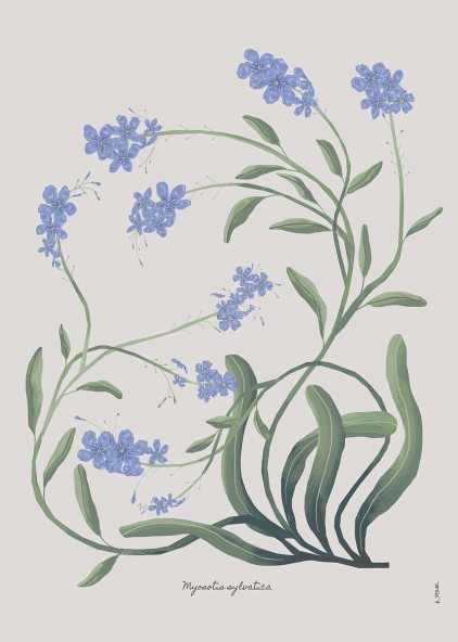 Forget Me Not Poster Forget Me Not Poster
