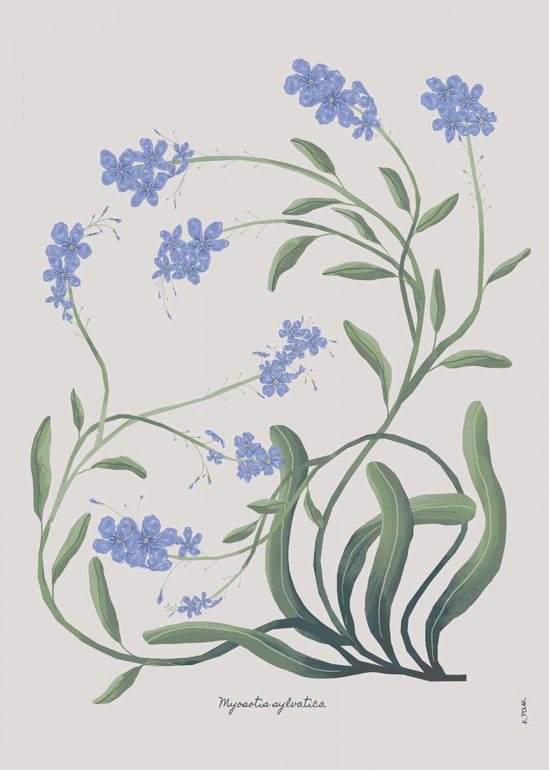 Forget Me Not Poster Forget Me Not Poster