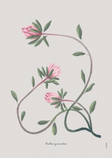 Plakat Protea