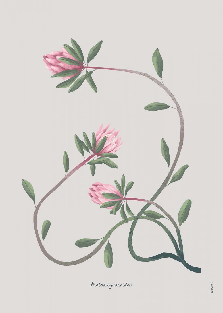 Plakat Protea Plakat Protea