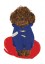 Poodle Poster