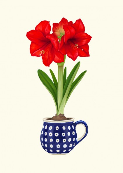 Plakat Amarylis