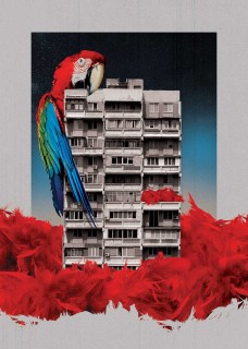 A Parrot with Concrete Poster
