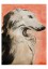 Afghan Hound Poster