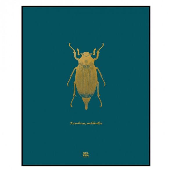 Grafika Chrząszcz / turkus