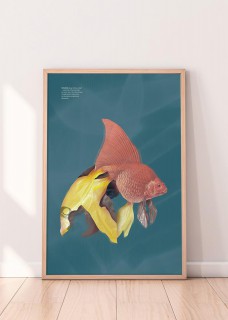 Plakat FolioFish 2