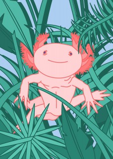 Plakat Aksolotl