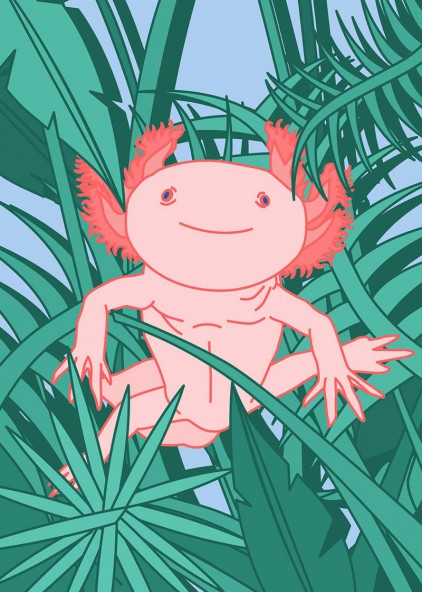 Plakat Aksolotl