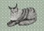 Plakat Maine Coon Plakat Maine Coon