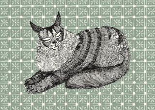 Plakat Maine Coon