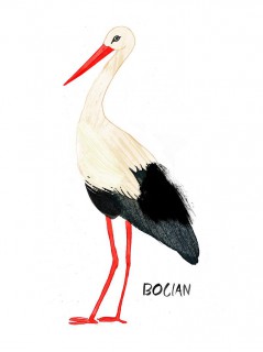Plakat Bocian