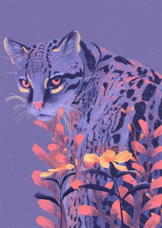 Ocelot